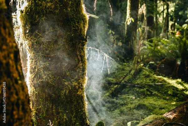 Fototapeta Sunbeams Filtering Through Mossy Trees in Hoh Rainforest