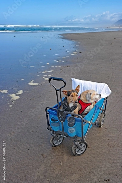 Obraz A beach outing for Buster and Sarge