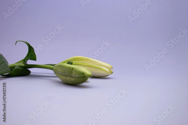 Obraz Closed Lily Bud on Lavender Background