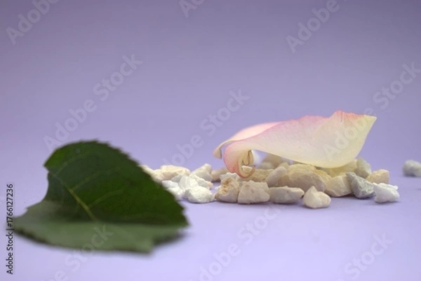 Obraz Rose Petals and Leaf on Lavender Surface