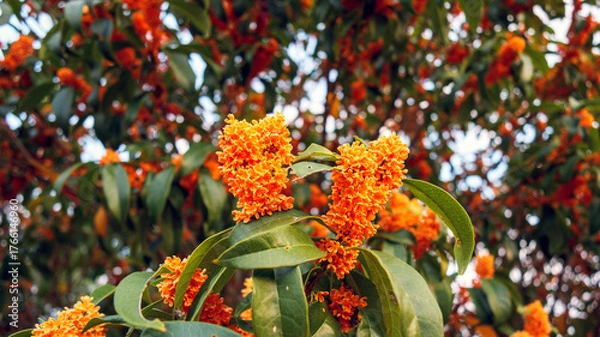 Fototapeta 香る金木犀