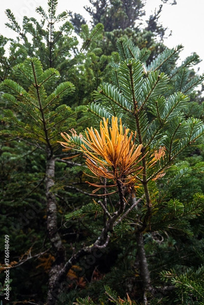 Obraz 長野県八ヶ岳北横岳針葉に灯る初秋の紅葉