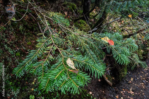 Obraz 長野県八ヶ岳北横岳針葉に支えられる初秋の落ち葉