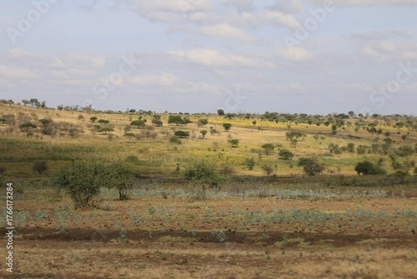 Fototapeta Wide Angle View of the African Savannah with Scattered Acacia Trees