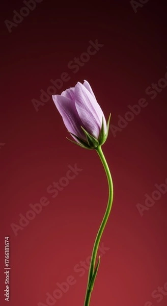 Obraz A gentle bloom symbolizes the enduring quality of patience, resilience, and slow, steady growth over time ,blossom ,petal ,resilience