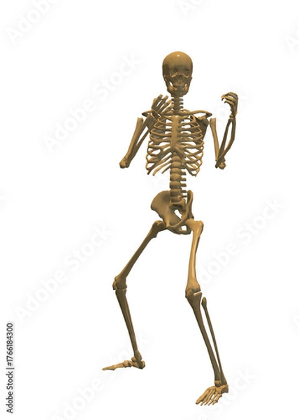 Fototapeta Human skeleton, 3D rendered, transparent background