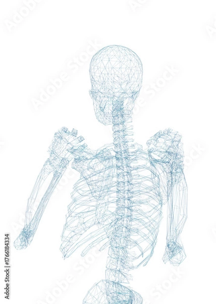 Fototapeta Human skeleton, 3D rendered, transparent background