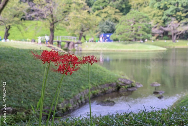 Obraz 小石川後楽園。水戸徳川家の上屋敷の回遊式築山泉水庭園。琵琶湖を模した大泉水の畔に咲く曼殊沙華。