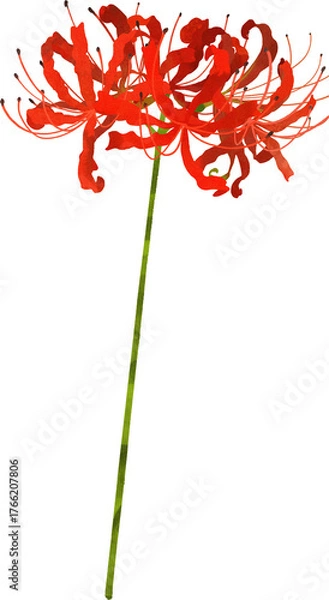 Fototapeta 一本の彼岸花のイラスト素材