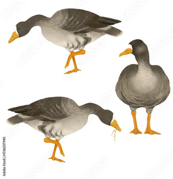 Fototapeta マガモのイラスト素材　ベクター