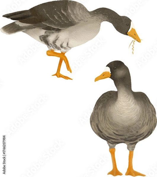 Fototapeta マガモのイラスト素材　