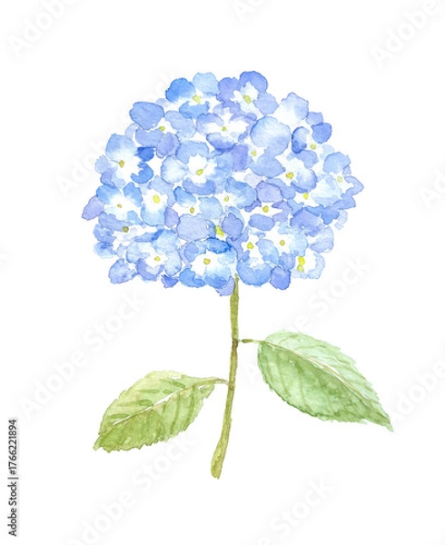 Obraz 青いアジサイの水彩イラスト