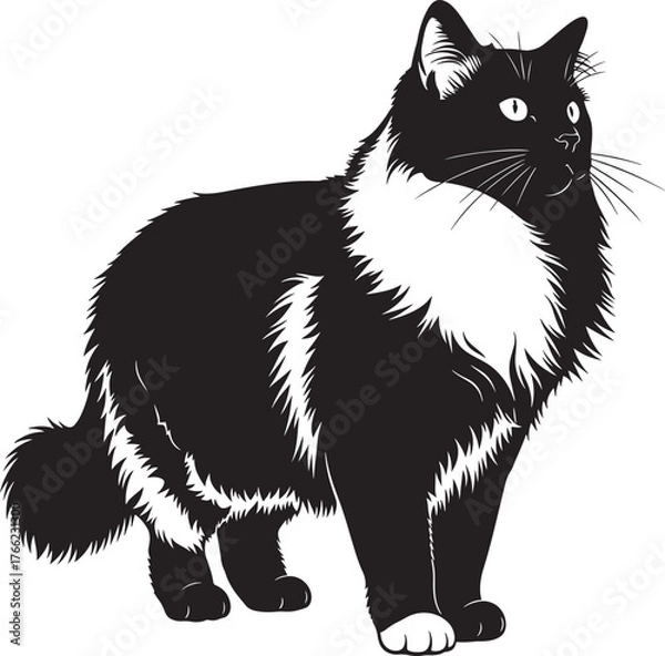 Fototapeta Majestic black and white tuxedo cat silhouette standing proudly with fluffy tail and alert ears