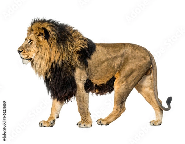 Fototapeta Regal lion with majestic mane, standing in profile against a dark background