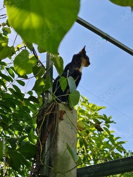 Obraz A cat climbs up a tall tree.
