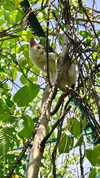 Obraz A cat climbs up a tall tree.
