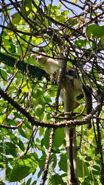Obraz A cat climbs up a tall tree.