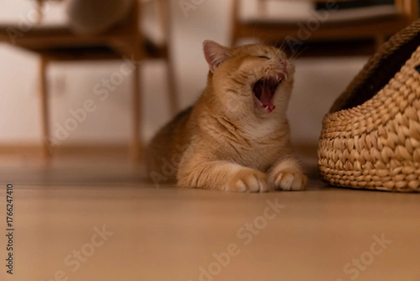 Fototapeta Orange kitten, British shorthair cat in the house