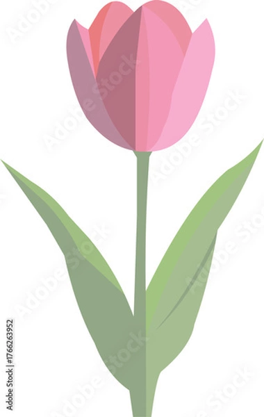 Fototapeta Tulip flower vector.eps