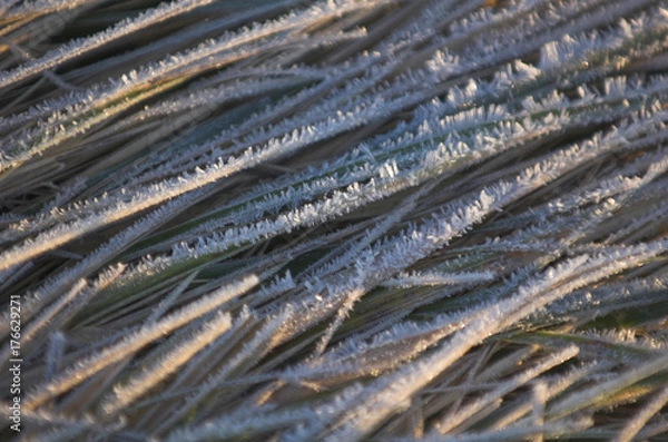 Fototapeta Frost covered grass