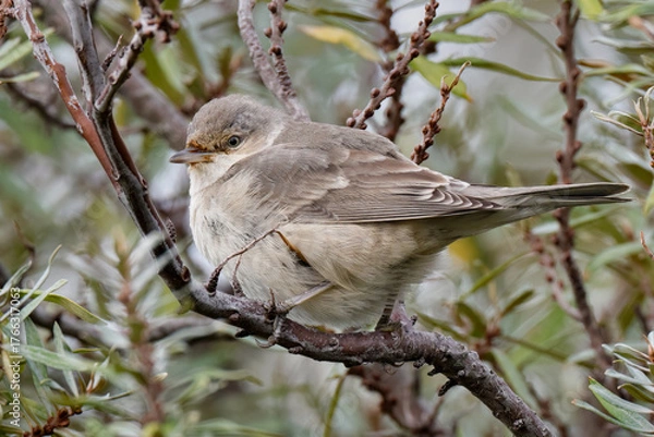 Fototapeta barred warbler