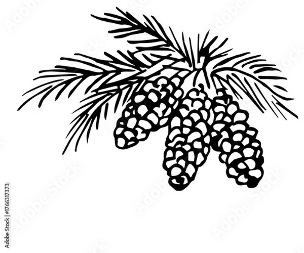 Obraz Simple ink sketch. Vector drawing with a black outline. Fir cones, pine branches. Coniferous plants. Christmas and New Year's design.