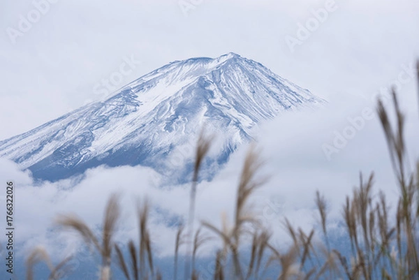Obraz 初冠雪の富士山と黄金色に揺れるすすきが彩る冬支度の風景