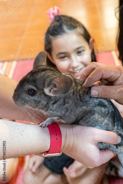 Fototapeta A young girl smiles as she interacts with a curious chinchilla on an adult's arm. The cozy indoor setting has colorful decor, creating a joyful atmosphere.