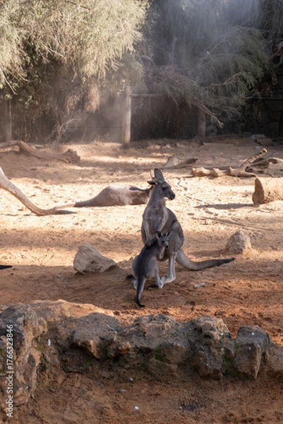 Fototapeta A kangaroo mother with a baby in her pouch stands on sandy ground at a zoo. The backdrop features other kangaroos resting among scattered rocks and foliage, capturing a calm moment.
