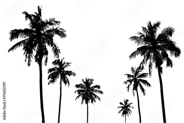 Obraz tropical palm trees