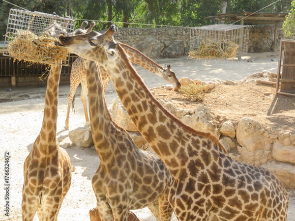Fototapeta Three giraffes stretch their long necks to reach hay in a zoo. The scene captures their graceful movements amid a natural, sunlit environment with rocks and trees.