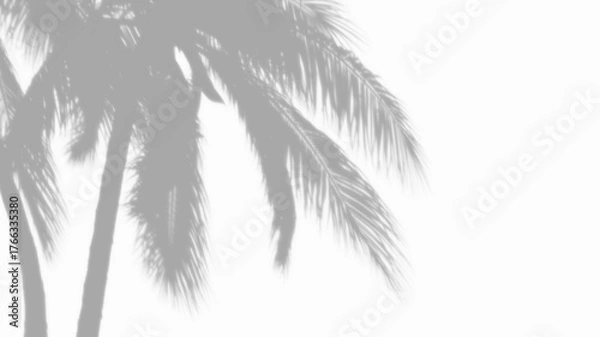 Fototapeta Overlay coconut trees shadow effect on transparent background. high quality 3d render png format.	