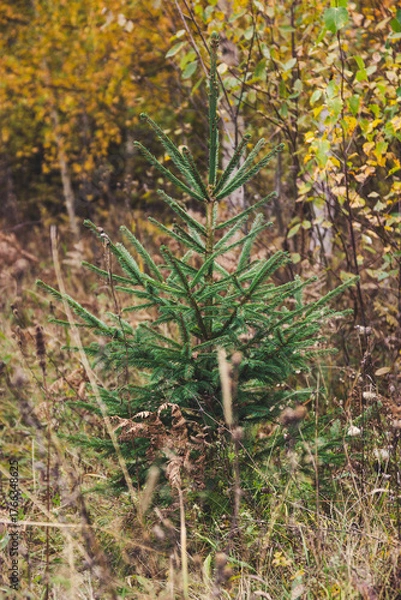 Obraz moss covered pine tree