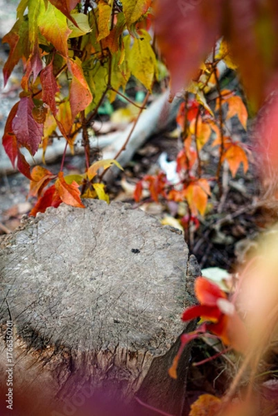 Fototapeta Autumn background, old wooden stump against the backdrop of bright autumn leaves of wild grapes
