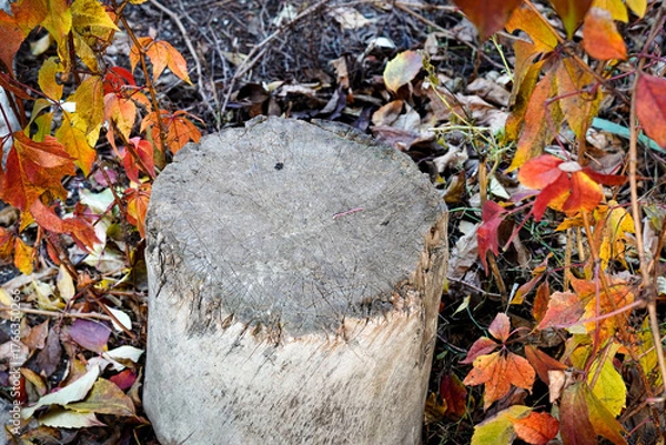 Fototapeta Autumn background, old wooden stump against the backdrop of bright autumn leaves of wild grapes