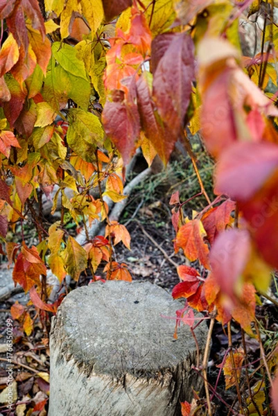 Fototapeta Autumn background, old wooden stump against the backdrop of bright autumn leaves of wild grapes
