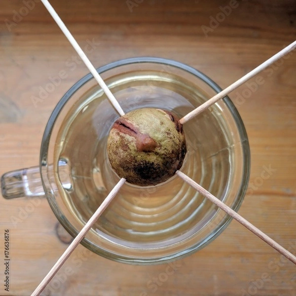 Obraz Avocado Seed 