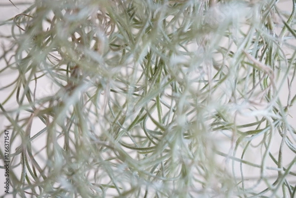 Obraz ワイヤープランツ