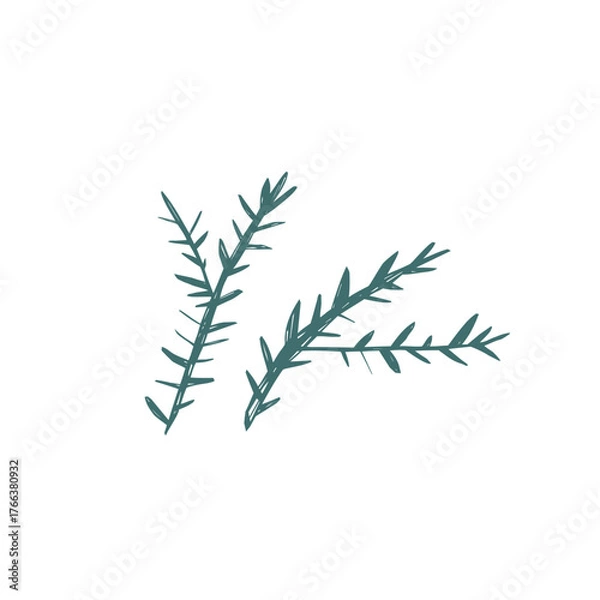Fototapeta Hand drawn scandinavian fir branches in simple nordic minimal style for modern christmas decor and natural design projects