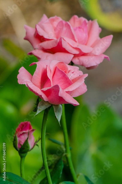 Fototapeta lindas rosas