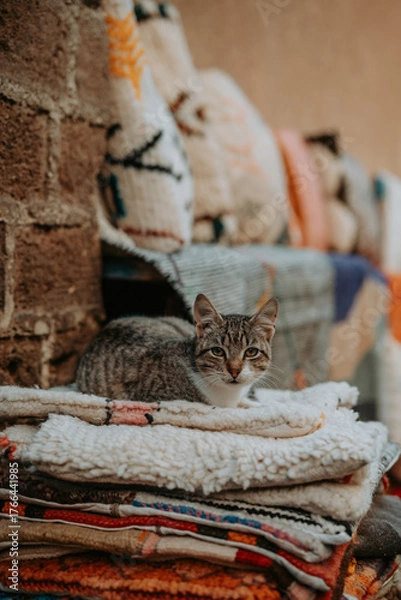 Fototapeta Un chat dans les rues du souk de Marrakech
