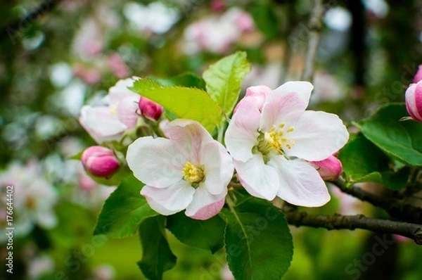 Fototapeta kwiaty wiśni