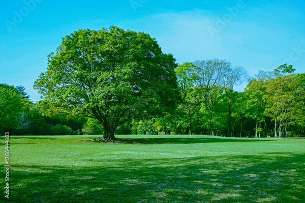 Fototapeta 緑の木