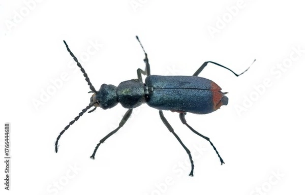 Fototapeta Malachius bipustulatus Soft-winged Flower Beetle Specimen Isolated on White Background with Metallic Blue Green Coloration