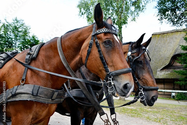 Obraz Kutschenpferde in der Heide