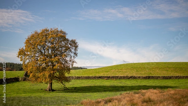 Obraz autumn landscape with tree