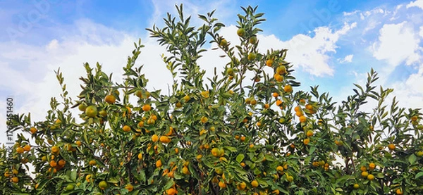 Obraz Fresh tangerines on the tree, tangerine harvest