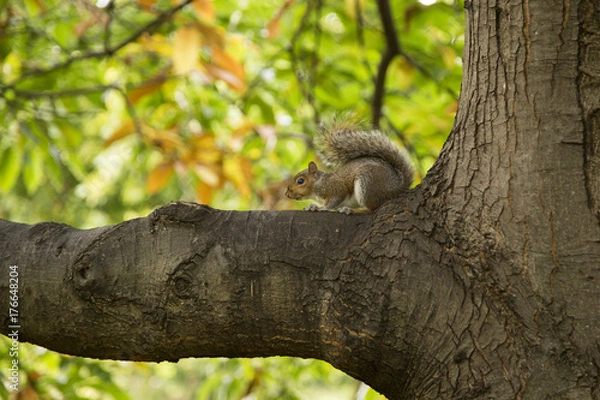 Obraz Squirrel on a branch