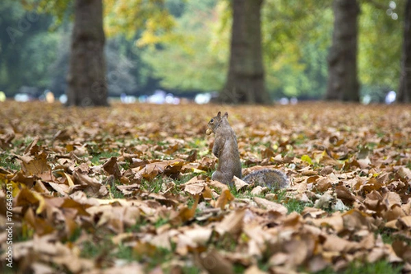 Fototapeta Squirrel eating a peanut