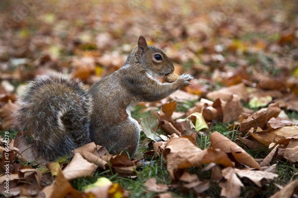 Fototapeta Squirrel eating a peanut